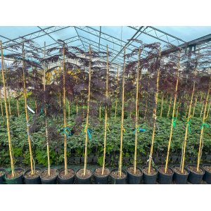  Albízia čokoládová (Albizia Julibrissin) ´SUMMER CHOCOLATE´® - výška 170-200 cm, kont. C12L - NA KMIENKU 